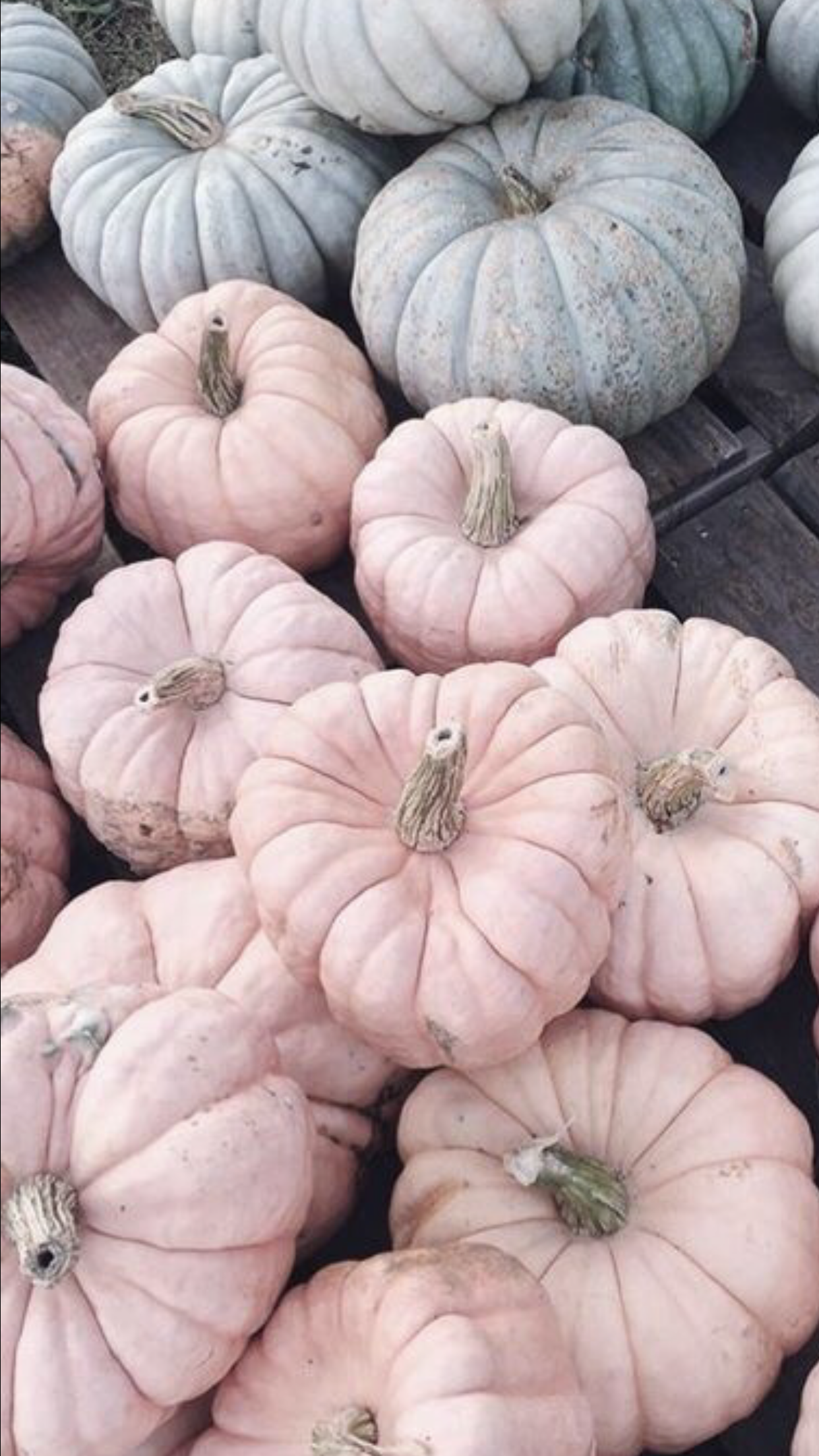 chelsea-adams-fall-iphone-wallpapers-white-pumpkins-fall-home-decor-pink-pumpkins-pink-and-blue