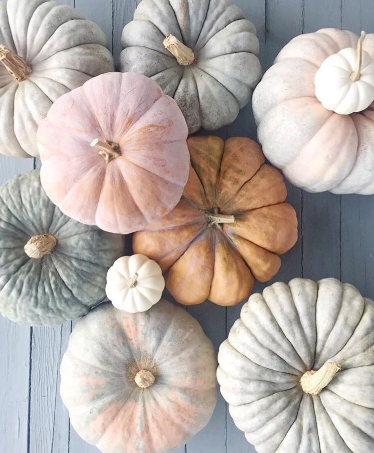 chelsea-adams-fall-iphone-wallpapers-white-pumpkins-fall-home-decor-pink-pumpkins